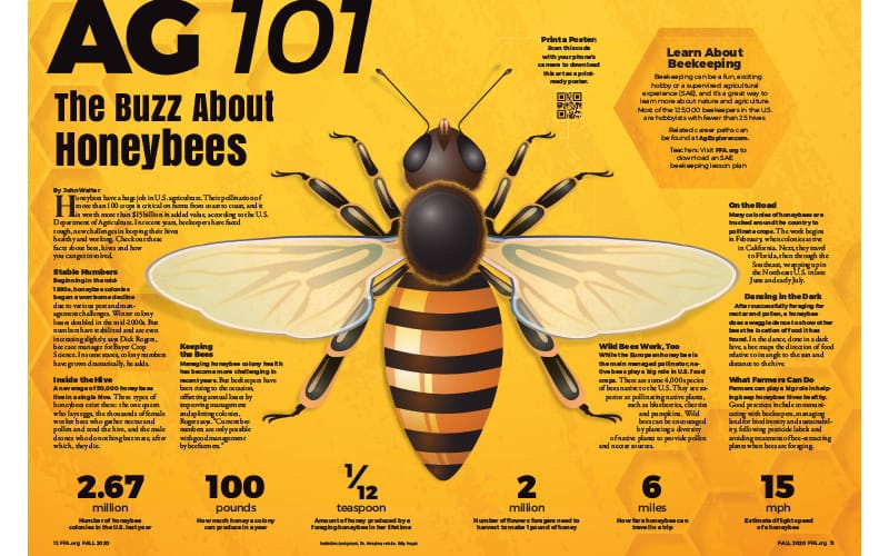 Ag 101: The Buzz About Honeybees | National FFA Organization
