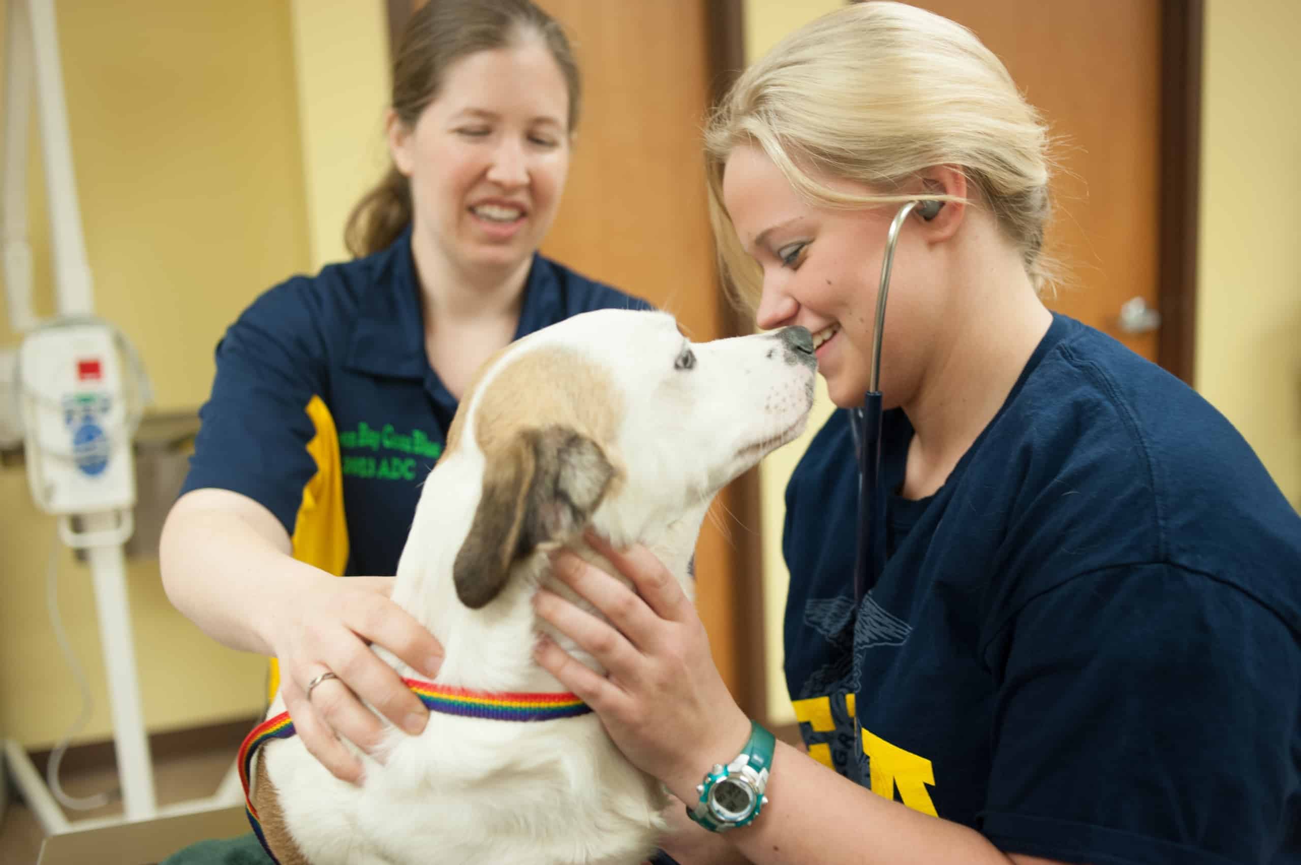 6 Tips for a Career in Veterinary Medicine National FFA Organization