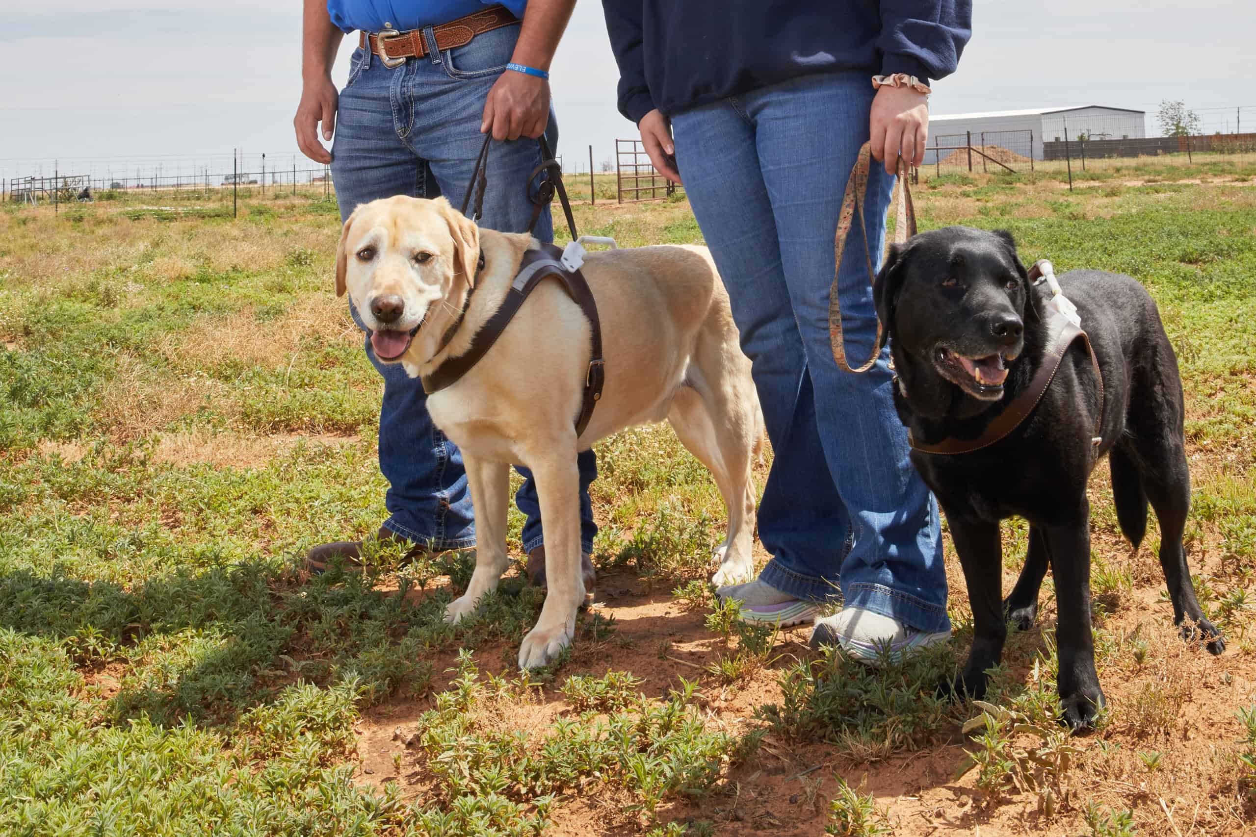 Grit(left) and Prim (right) instill a sense of self-confidence and independence in Caleb and Faith Snapp.