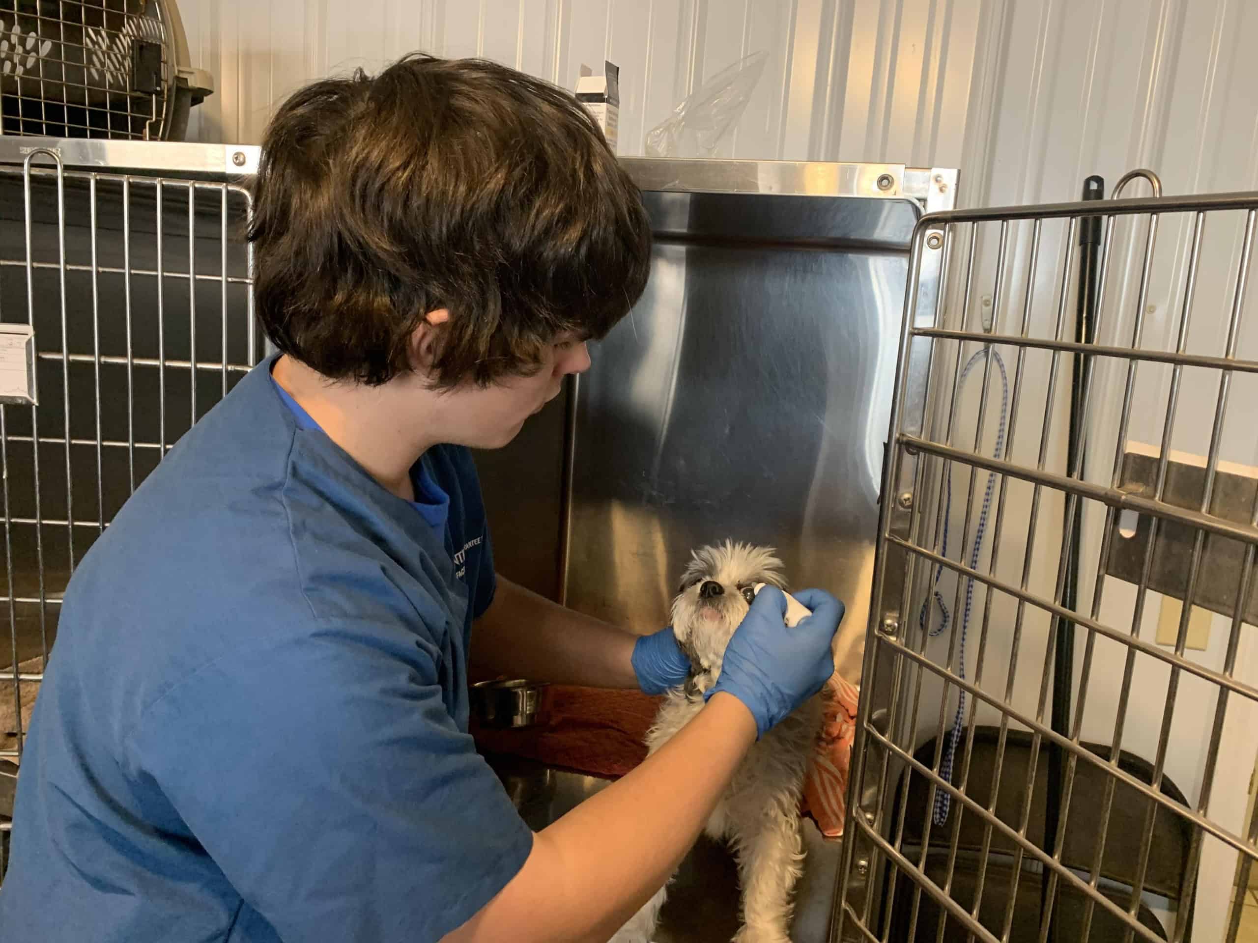 Briar Montgomery treats a small dog with eye drops at his family's local veterinary clinic.