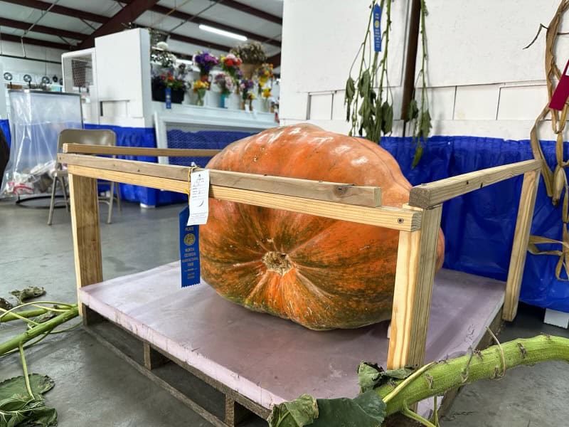 Owens brings his pumpkin to the North Georgia Agriculture Fair!