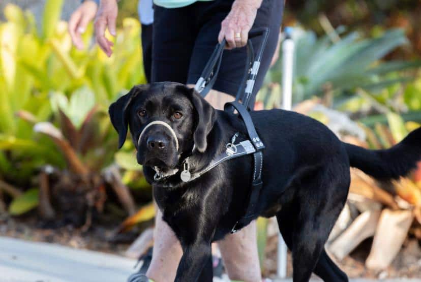 Black male Labrador from Dogs Inc.