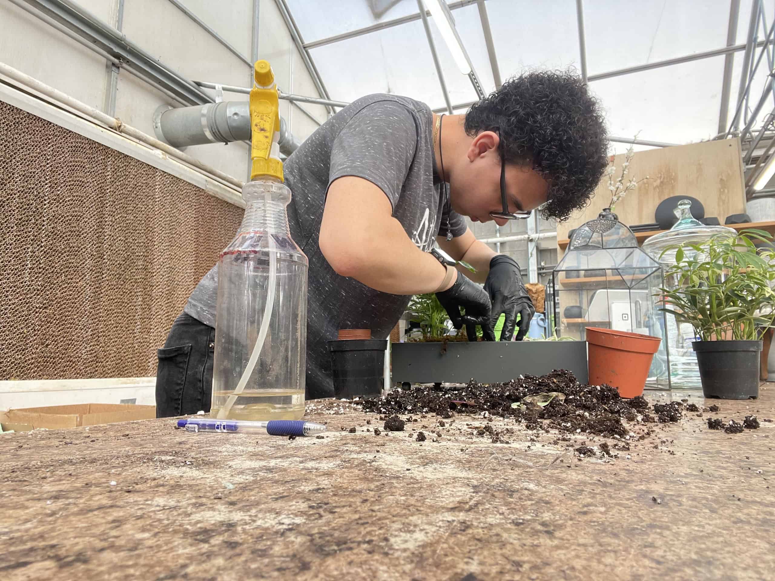 Josiah Saravia creates a terrarium in an Atlantic Gardening Company greenhouse.