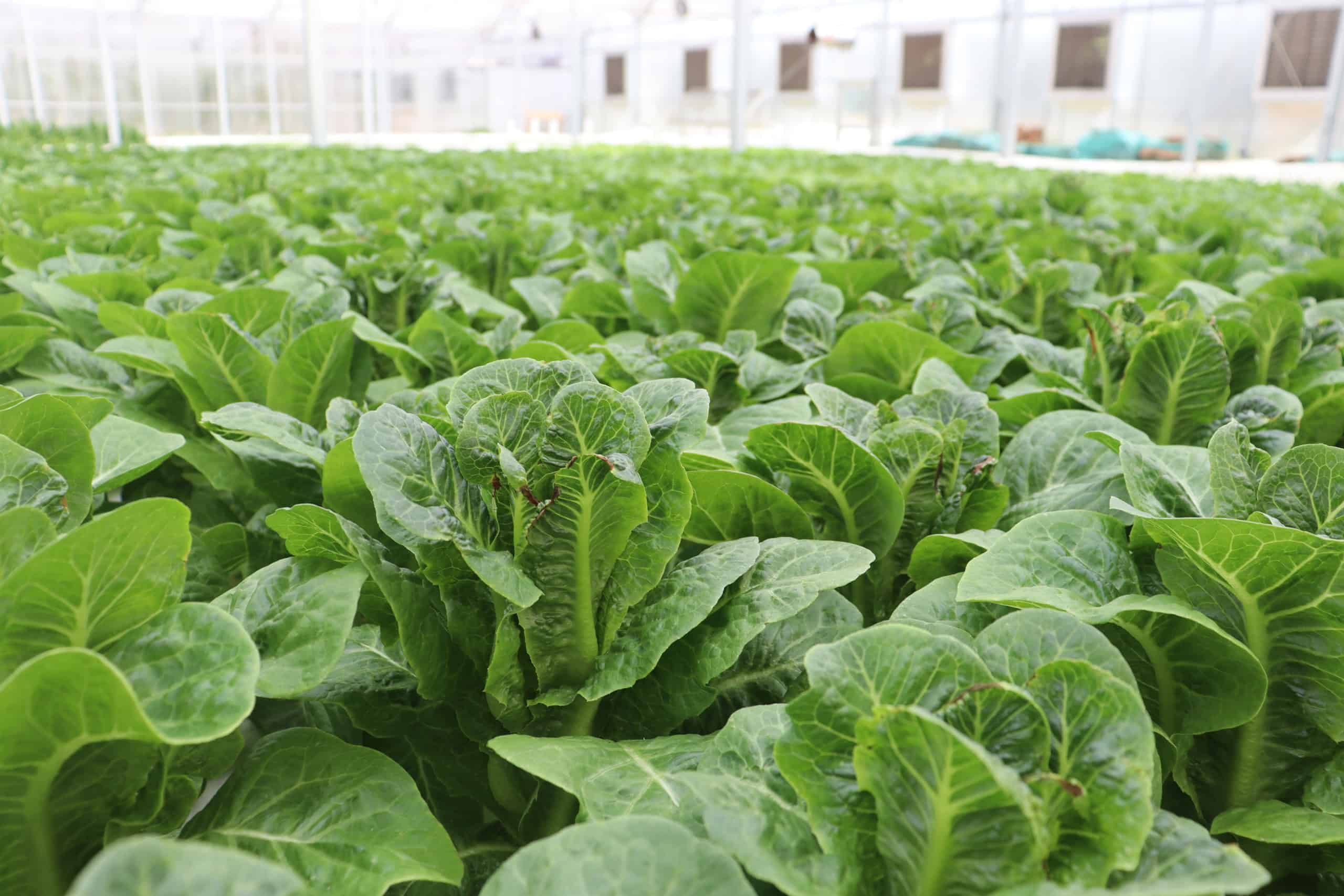 Some of the lettuce currently being grown at River Valley Farms.