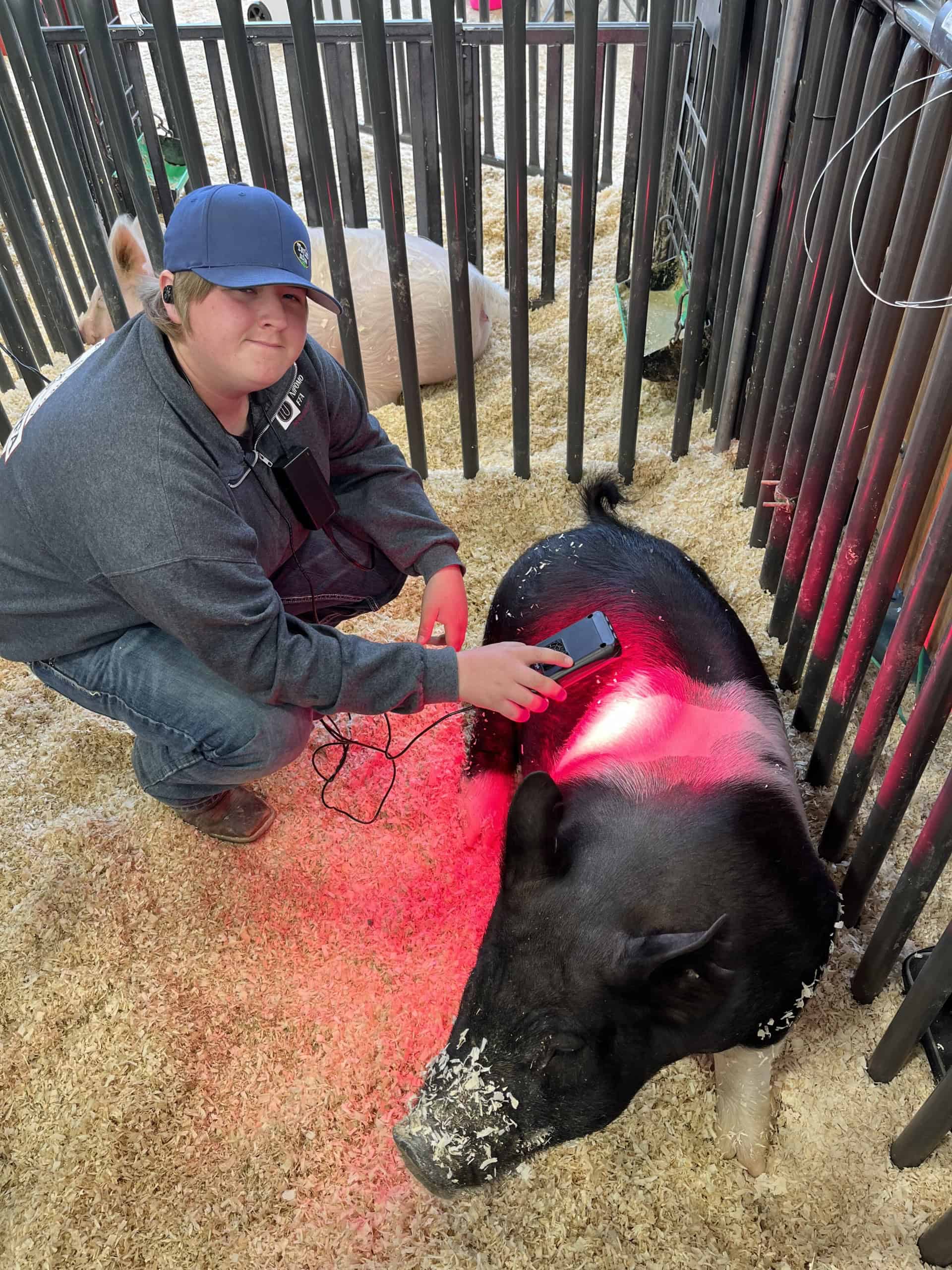 Wyatt Wonnell using a Red Light device that uses infrared lights to revitalize damaged skin cells on Poppy the pig.