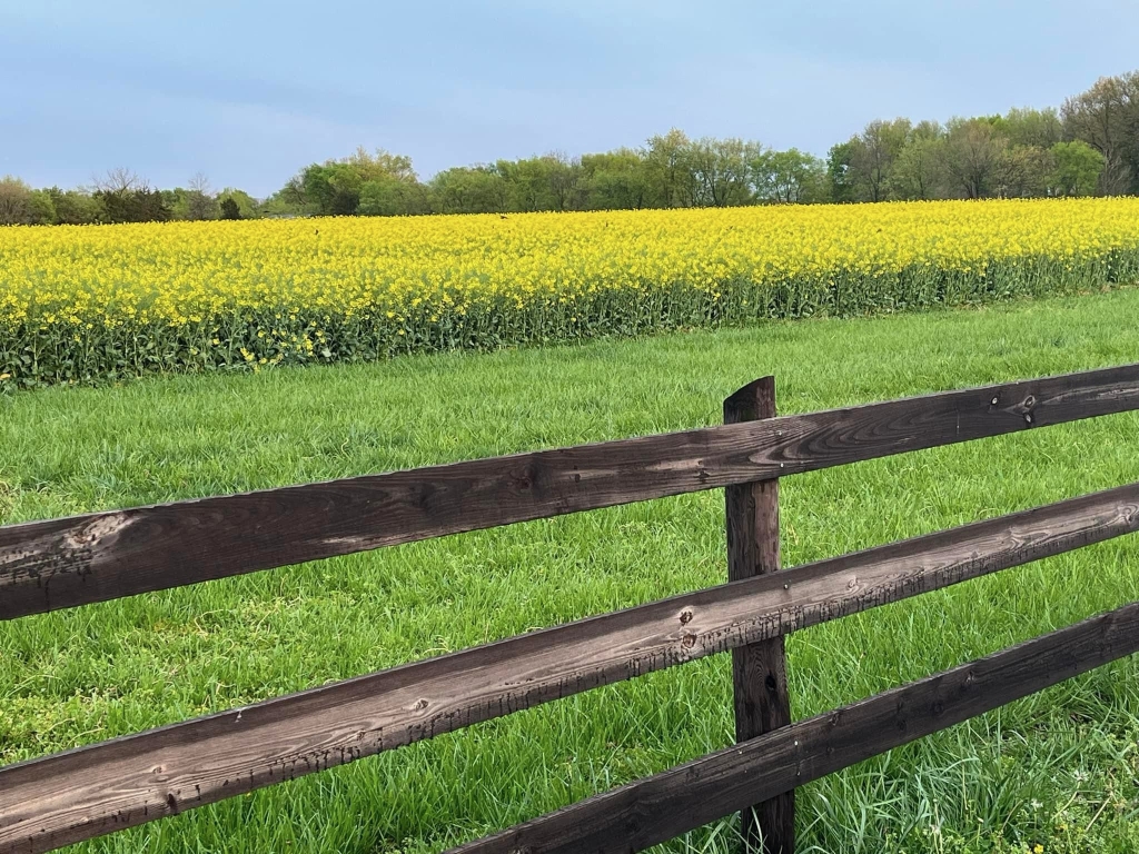 A field of canola at Batey Farms in Murfreesboro, Tenn.