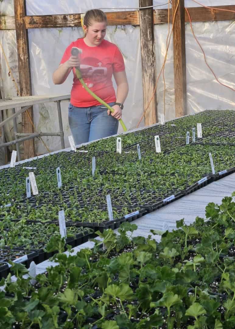 Chaliff takes care of the plants grown inside her grandfather's greenhouse.