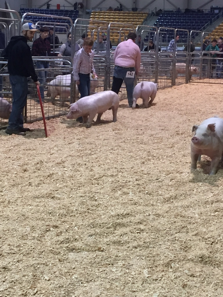 John Blandford showing his pig, Wilbur.