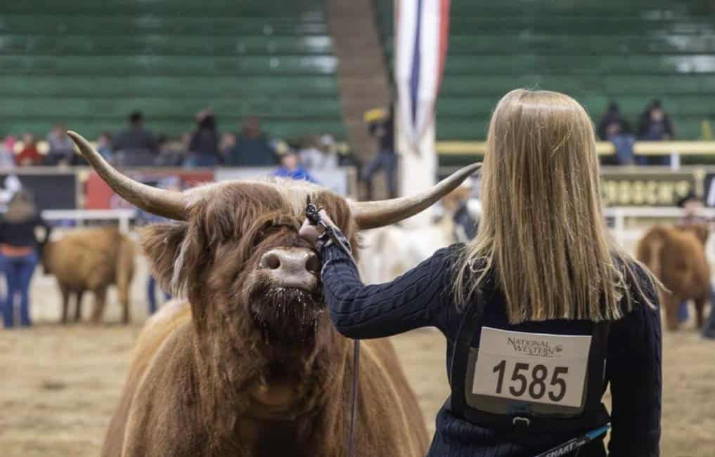 Claire Grimes shows her Highland cow.