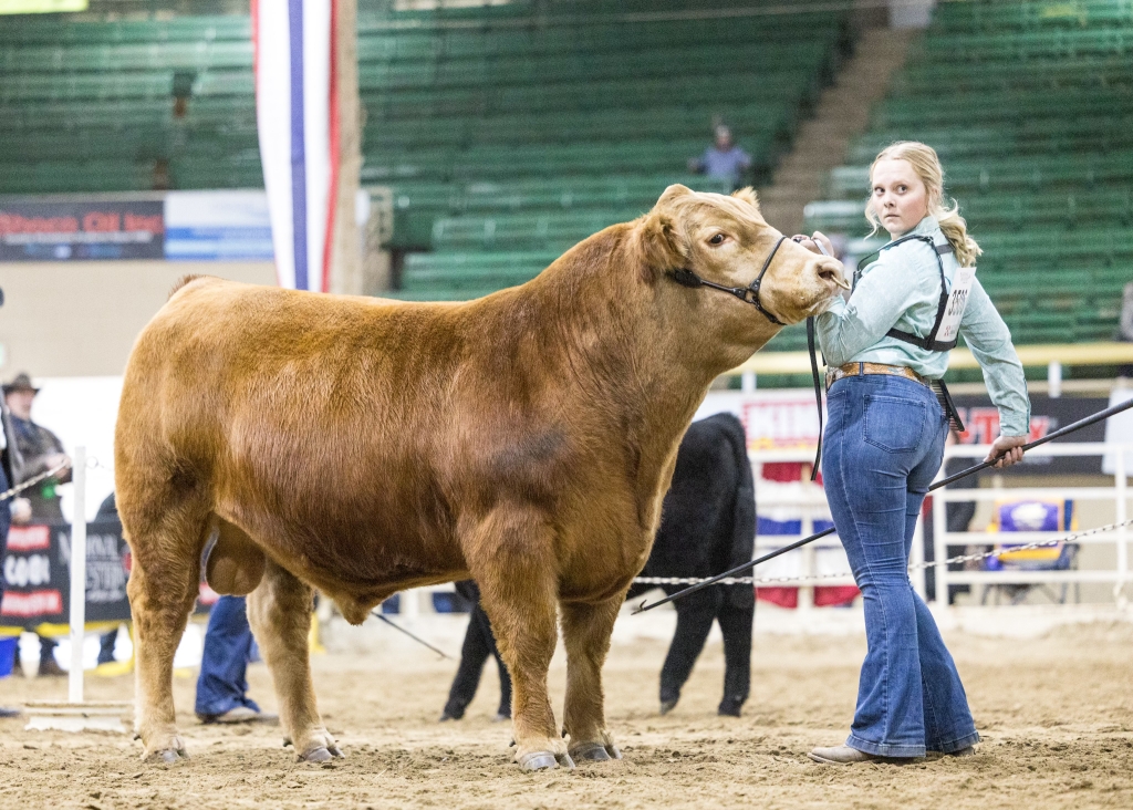 Butterfield shows her Grand Champion Bull at the Denver Stock Show.