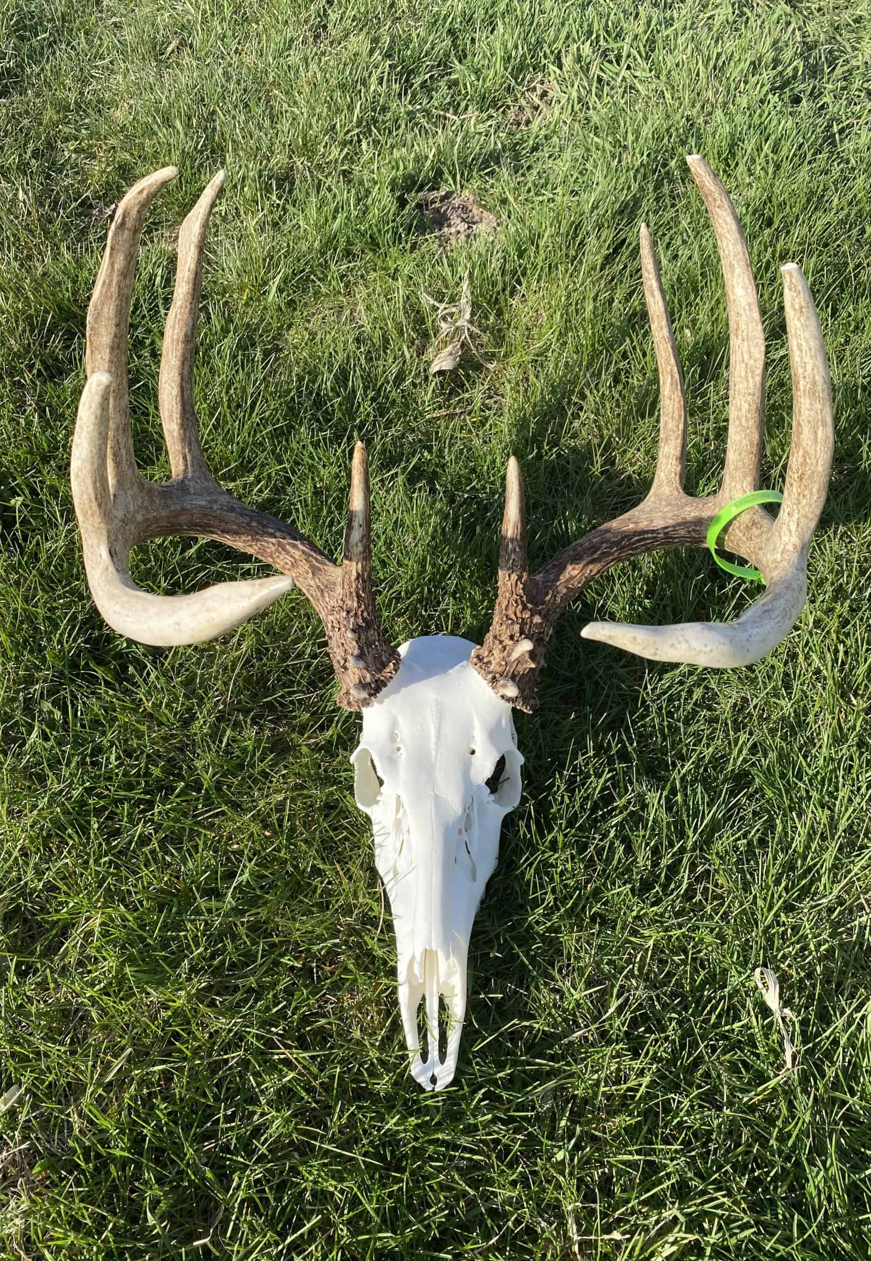 Emmons’ cleanest and brightest deer skull mount he has completed so far.