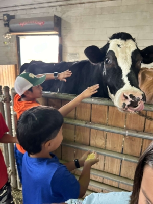 Kids are grooming and interacting with our cattle Tululah.