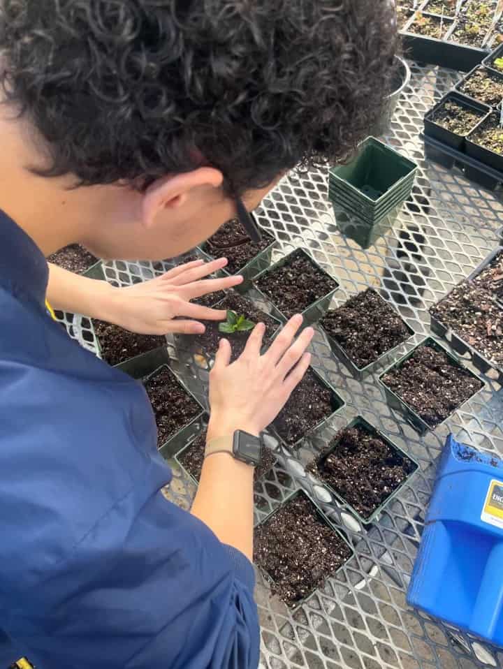 Josiah Saravia repots plants in the greenhouse.