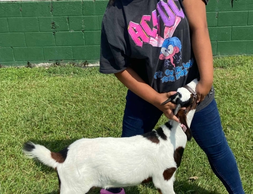 Giving Students Goat Opportunities