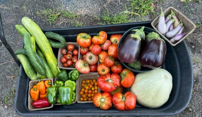 One of Southern's bountiful harvests this year containing green peppers, tomatoes, eggplants, cucumbers, and squash. 