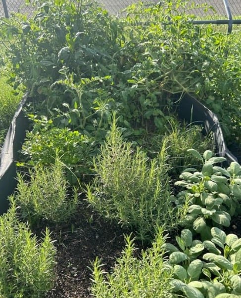 One of Southern's flower beds is full of herbs. In this photo we have basil, rosemary, and thyme being shown. 