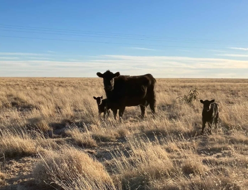 Tatum FFA Member Explains Passion for Family Buisness