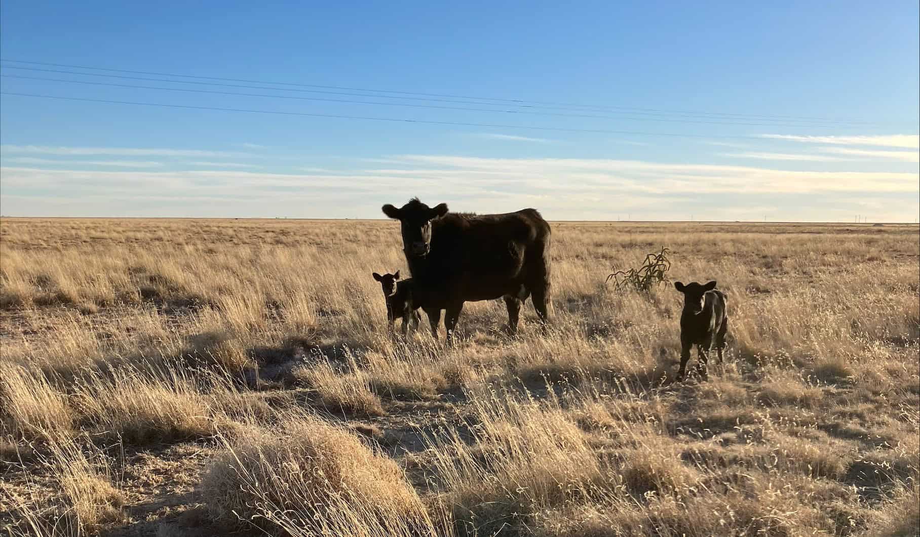 A Black Angus cow from Trippton Angell’s herd with her two babies.