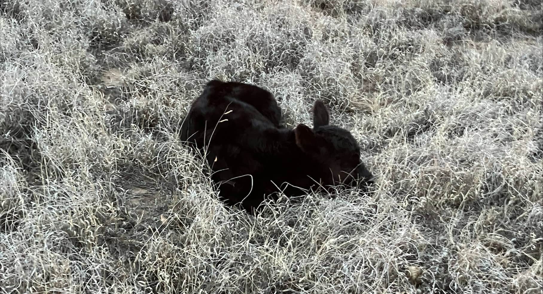 A Black Angus calf from Angells’ herd.