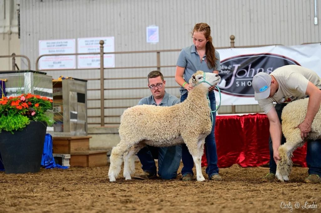 Alexis White shows at the Ohio State Fair, where she earned first place flock.