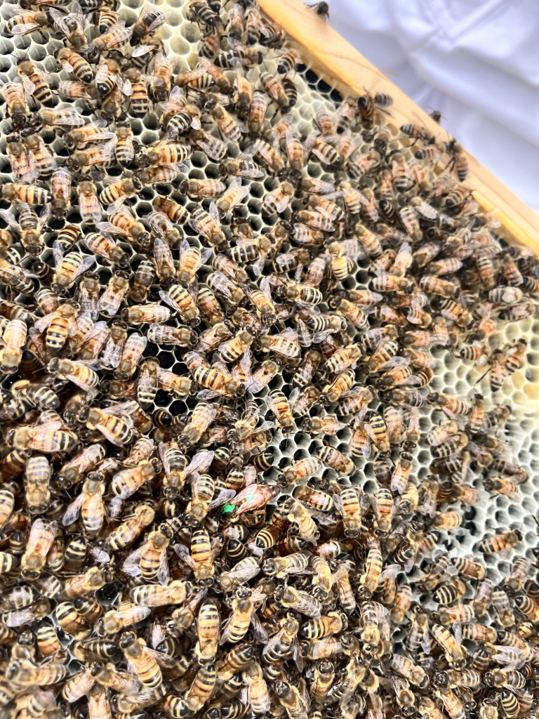 Aubrey Rider’s honey bees busy at work.