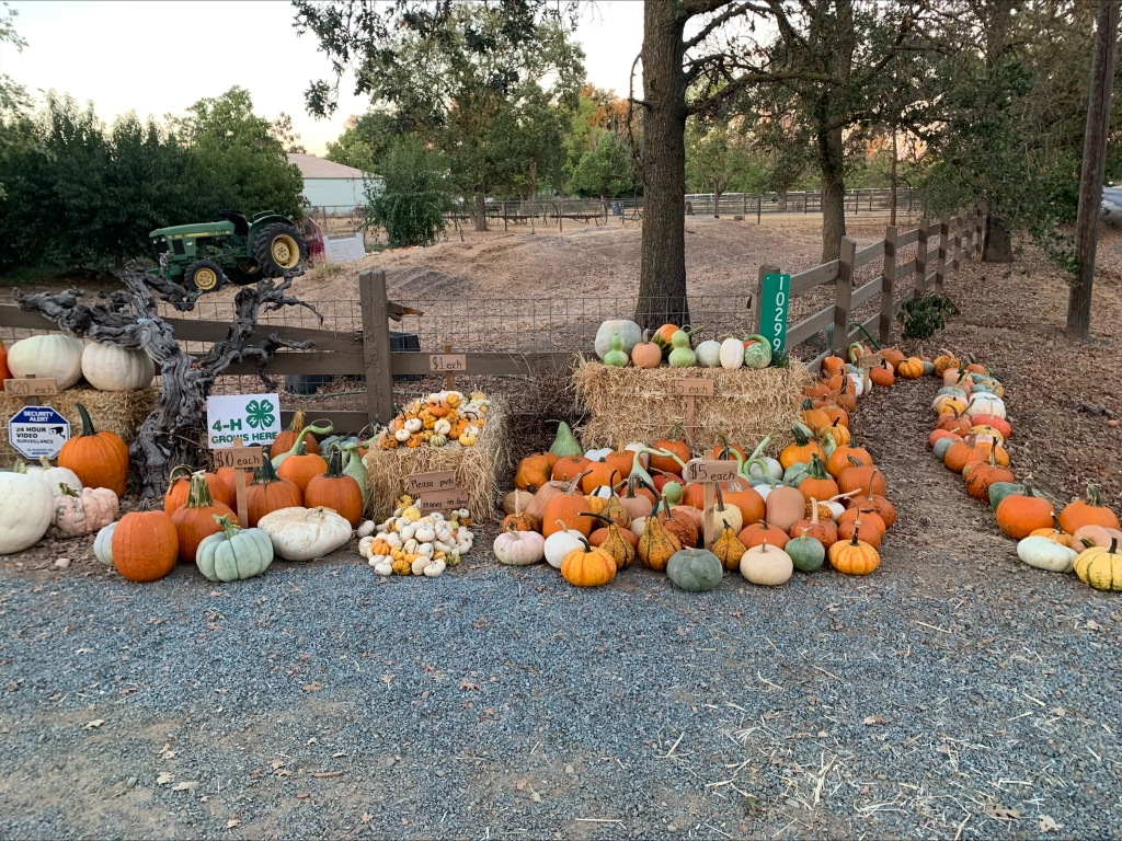 Looper’s pumpkins outside her house. She creates fun designs and trails to attract more customers!