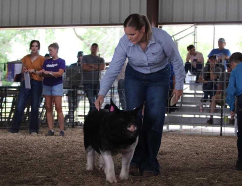 Sierra Payne’s Life in Livestock Production