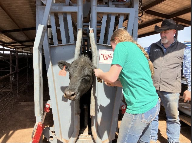 Emma Claire Gallagher working with one of her cows.