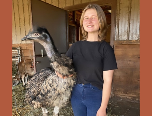 Emu Adventures: Farming With Emus