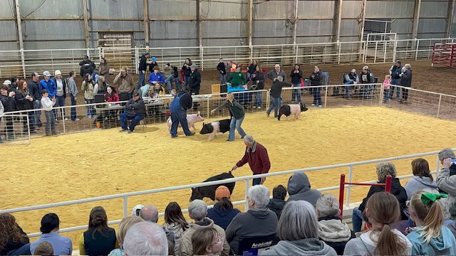 Exhibitors during the Alva Local adult showmanship competition.