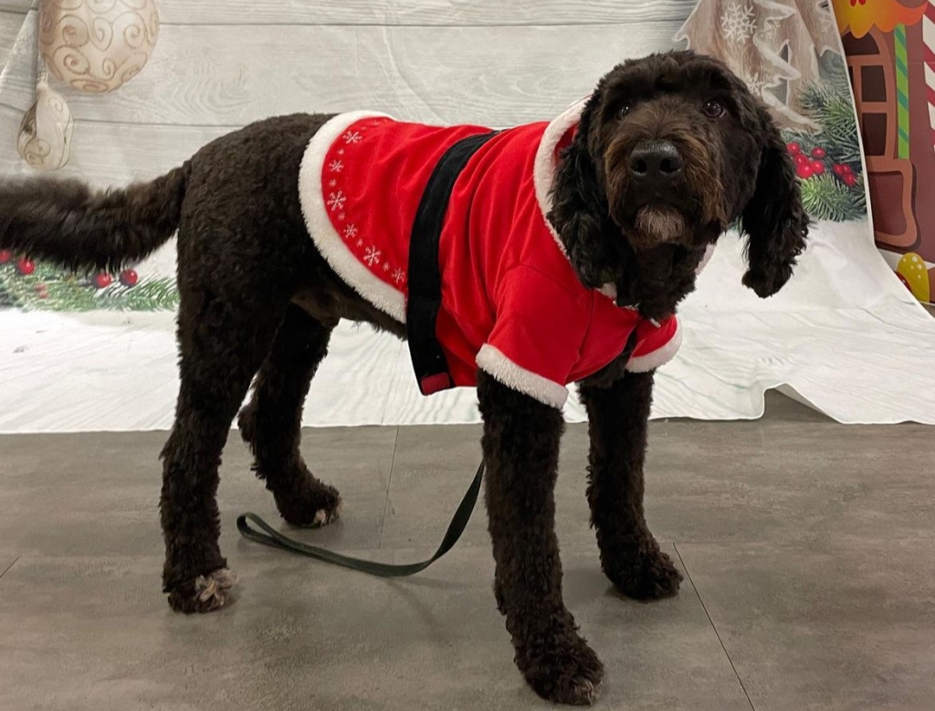 Lebanon High School’s therapy dog, Boone.