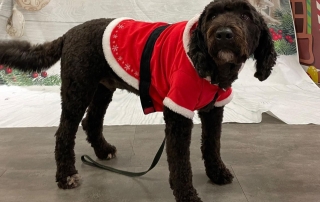 Boone - Lebanon High School's Therapy Dog