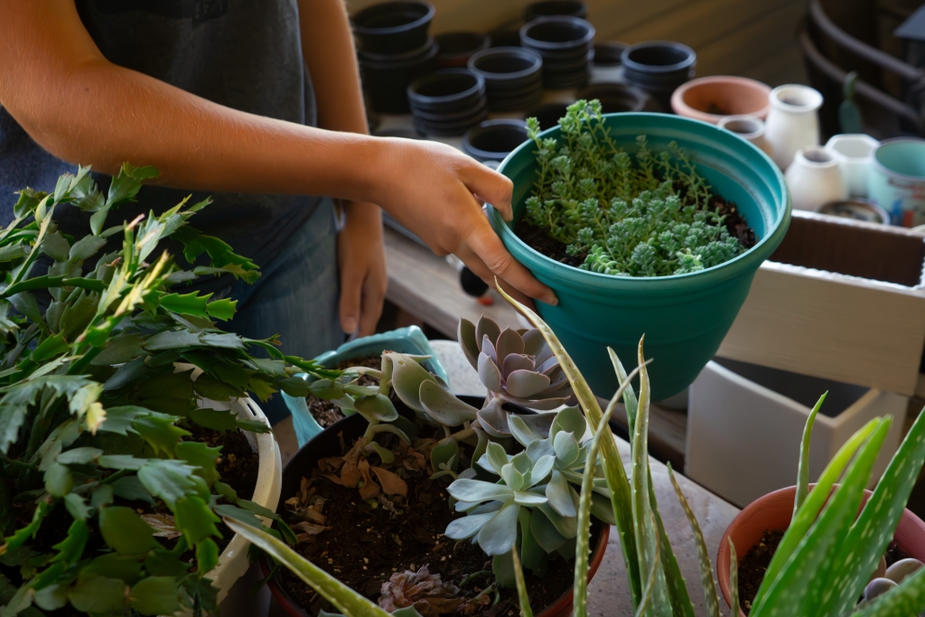 An up-close look at Spence working with her plants