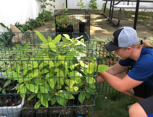 Planting a Legacy: Bringing the Chestnut to Minnesota