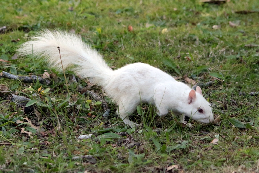 A white squirrel on the prowl for food. Photo taken by <a href="https://www.facebook.com/tim.dunahee">Tim Dunahee Photography.</a>