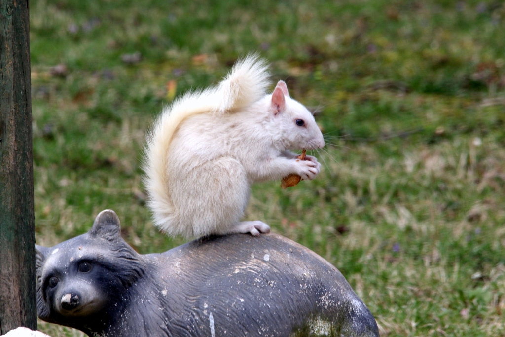 An albino squirrel eating a nut. Photo taken by Tim Dunahee Photography.