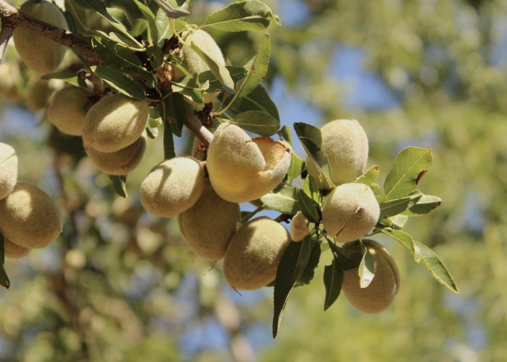 An almond tree in the Baptista family orchard.