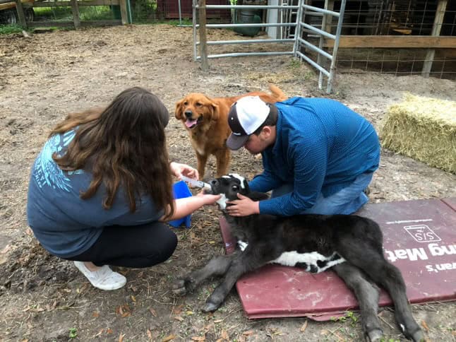 Gabby Howell and her brother, Carter, medicate their cattle.