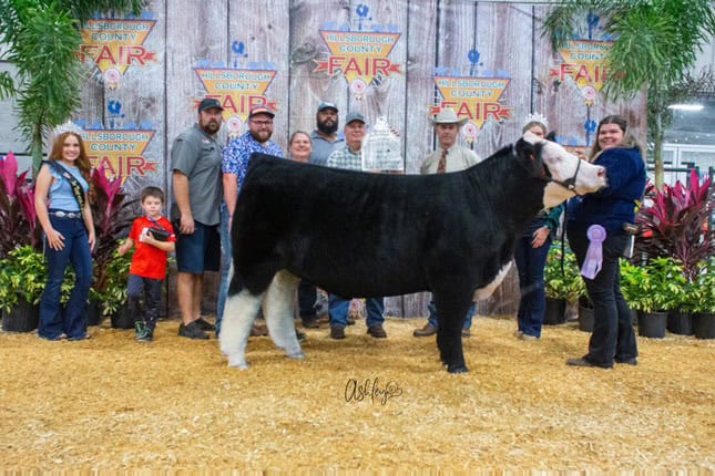 Howell shows her cattle.