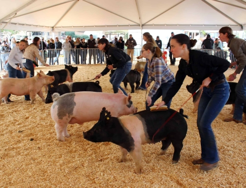 Ag Fest: Festivities for Farmers and Friends