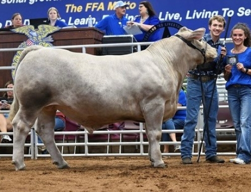 Transforming Lives: How Pearland FFA Connects Students Through Livestock