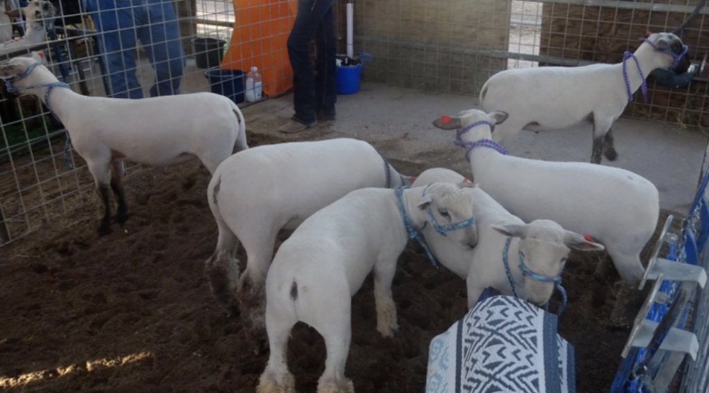 Sheep from the auction.