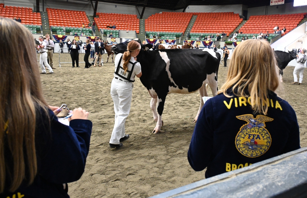 Dairy showmen demonstrate their skills while the dairy cattle evaluation CDE takes place. Photo Credit: Eastern States Exposition.