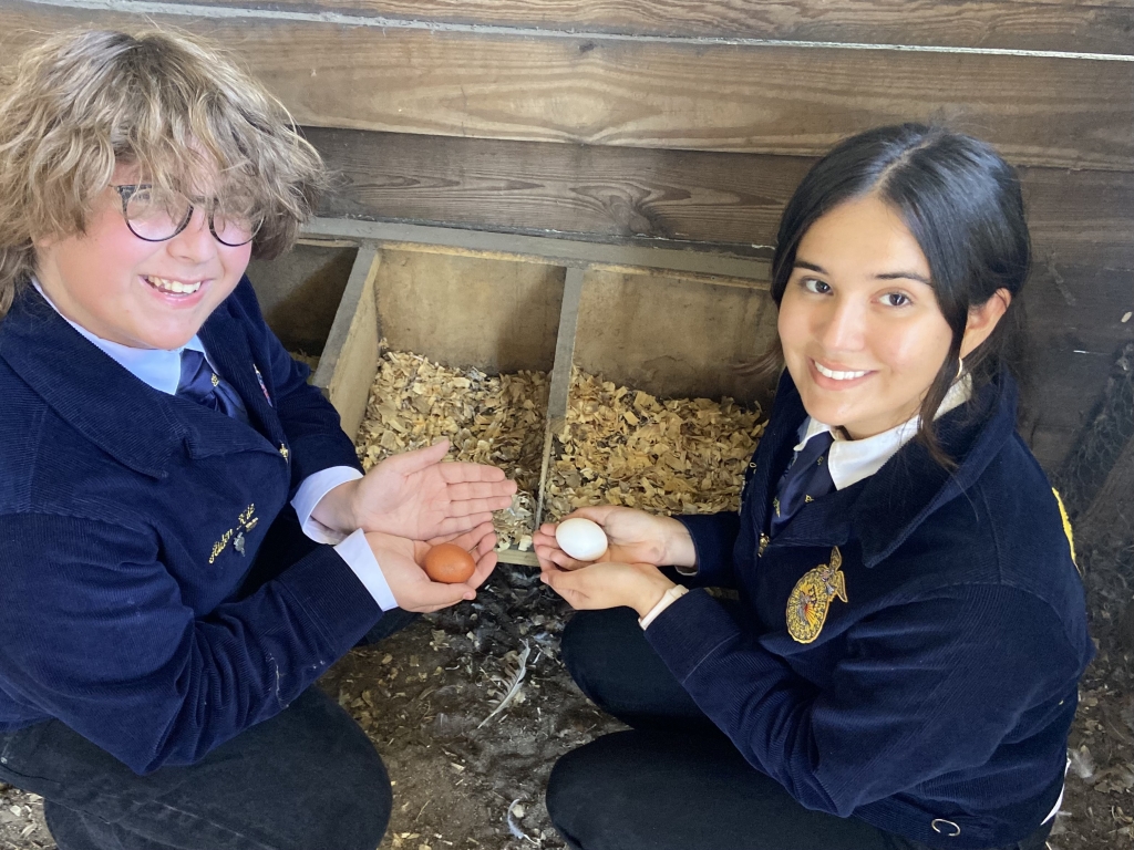 Oakleaf FFA Reporter Kacey and Oakleaf FFA Student Advisor Aiden collect eggs.