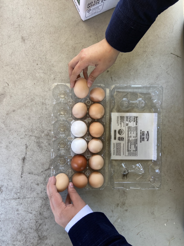 Students organize collected eggs into a carton.