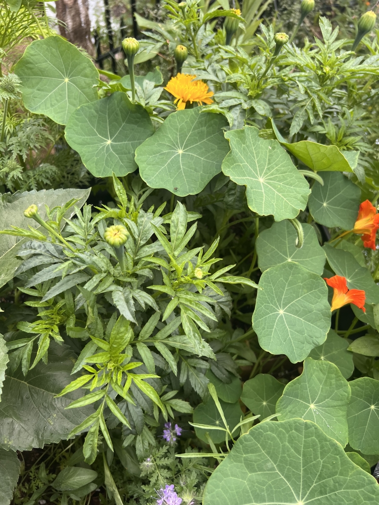 The Bettye Davis East FFA Chapter grows many different types of plants, including flowers, fruits, vegetables, herbs and more.