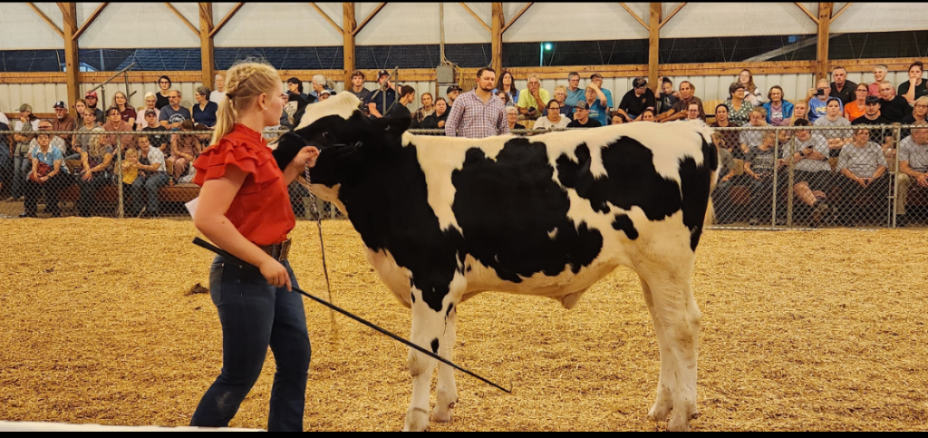 Sarah Firestone shows her dairy cow.