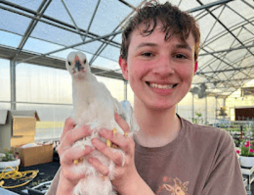 Sandy Creek FFA Member Serves Community Through Poultry SAE