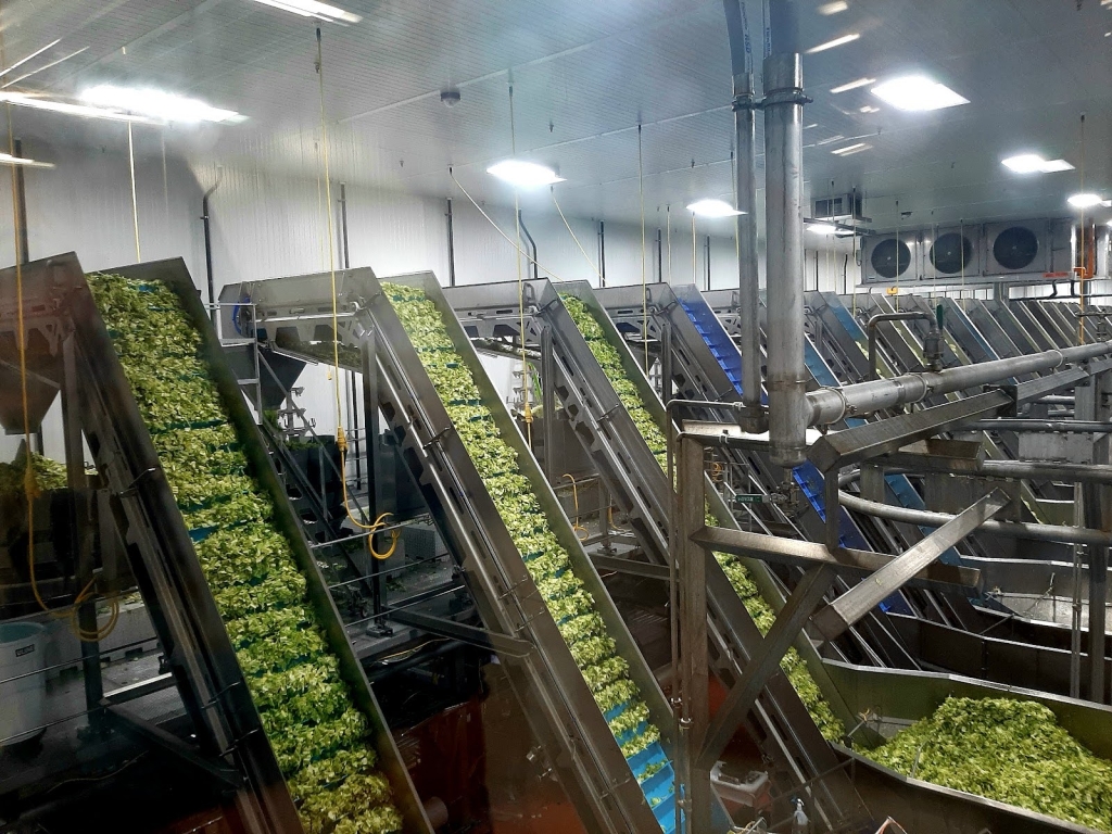 Lettuce travels up converter belts in the drying room after being spun.