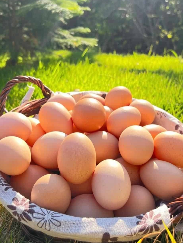 Farm fresh eggs Gabriela López collected from her chickens. Photo courtesy of Gabriela López.